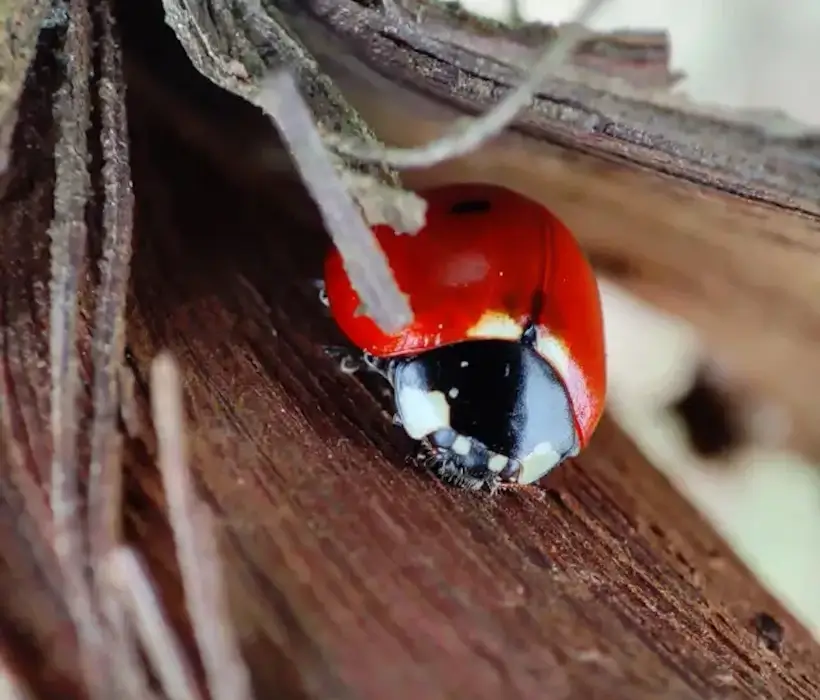 une coccinelle en hiver dans les vignes du chateau des capucins